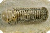 Detailed Crotalocephalina Trilobite - Atchana, Morocco #359538-2